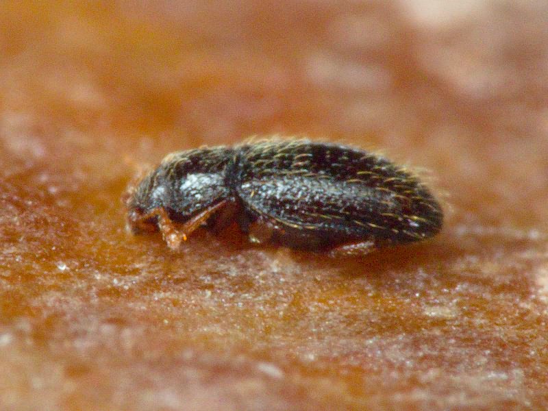 Migneauxia crassiuscula (Aubé, 1850)